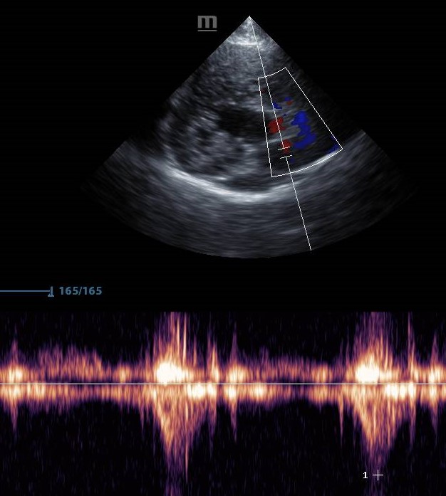 ultrazvok srca kardiolog za pse