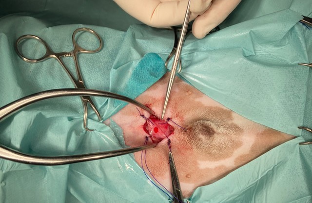 minimalna invazivna endoskopska kirurgija