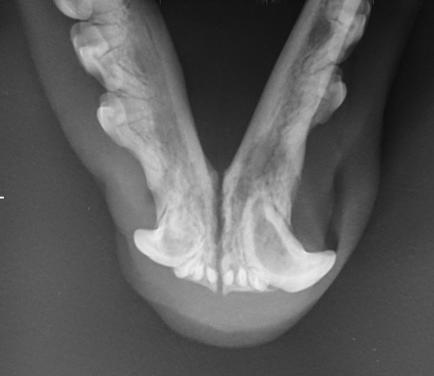 zobni rentgen za psa - zobje pri psu