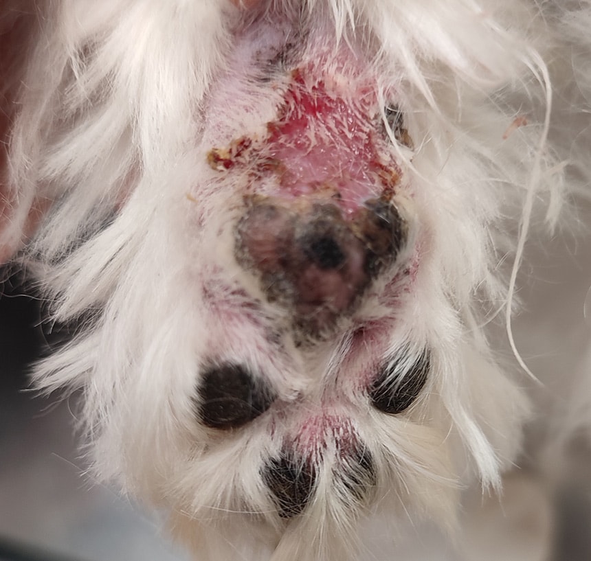 dermatolog za pse izpadanje dlake na tačkah vneta koža