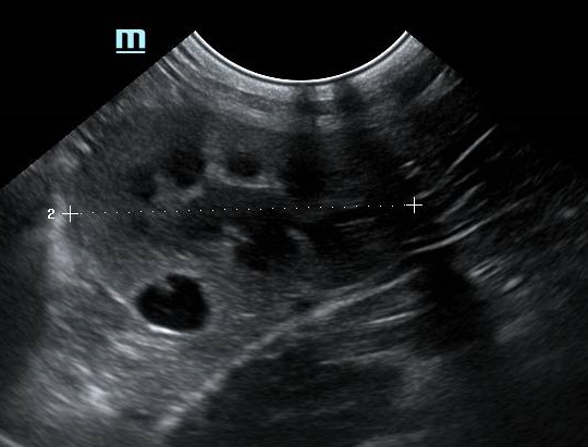 preventivni pregled malih živali - ultrazvok