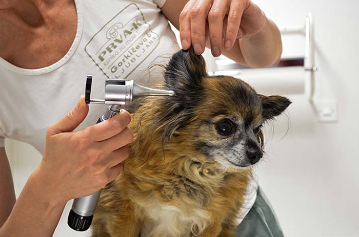 pregled ušes v kliniki za male živali