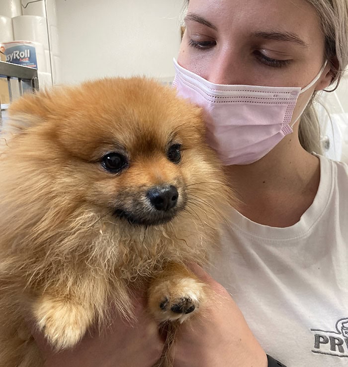 veterinarji z znanjem in s srcem